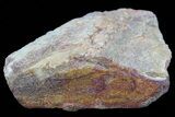 Polished Dinosaur Bone (Gembone) Section - Colorado #73003-1